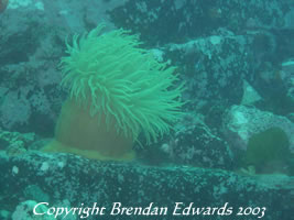 This Anenome is approximately 25 centimetres across and just as tall. Usually in Port Phillip Bay Victoria, they would look similar, but be thumb size