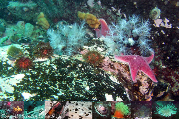 There are a variety of colours and textures to be seen scuba diving in Antarctica.