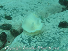 A giant Sea Slug at least 8 centimetres long