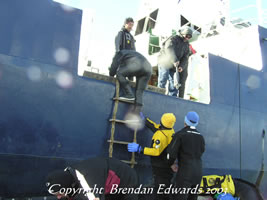 Gear and Divers are loaded off the side of the ship into the Zodiacs.  Wet ropes can be slippery